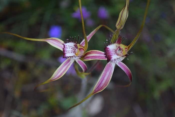 Caladenia - Orchid-spider-0063.JPG